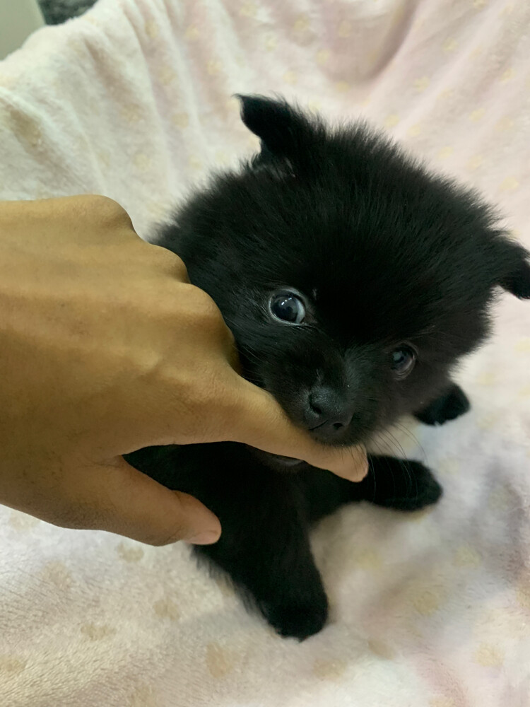 puppies Pomeranian pure - 1