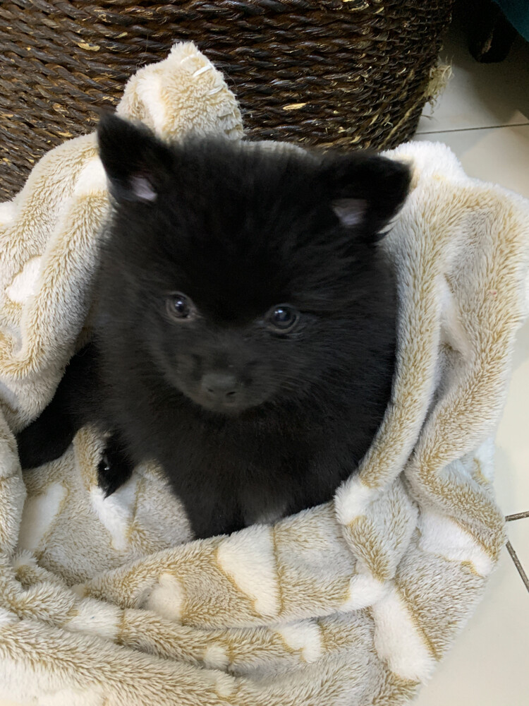 puppies Pomeranian pure - 2