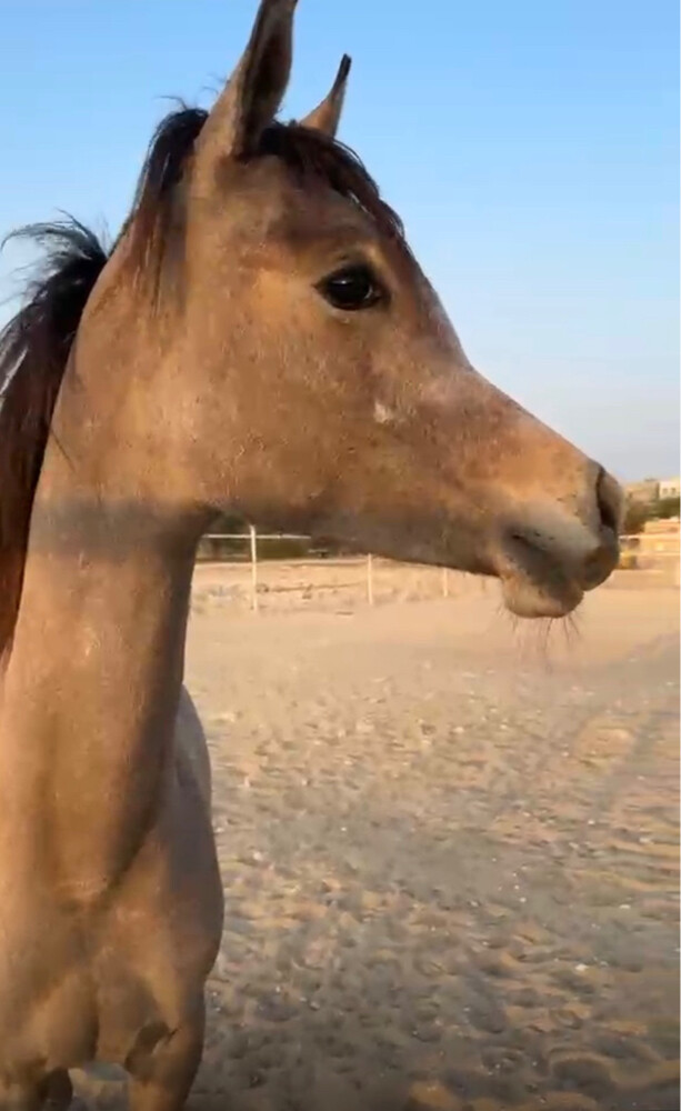 مهره واهو جمال  - 4