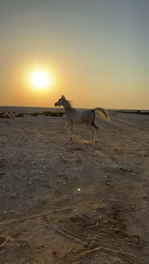 مهره واهو جمال  - 1