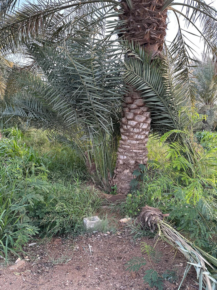 فسايل خلاص و خنيزي  - 1