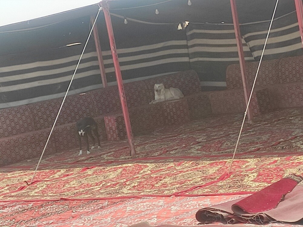 ابو مايكل - 1