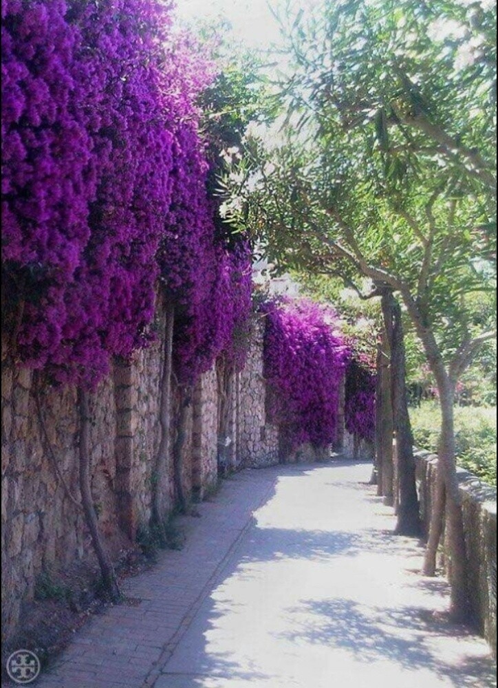 تنسيق الزراعه البيوت - 2