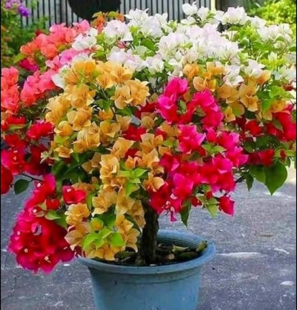 تنسيق الزراعه البيوت - 3