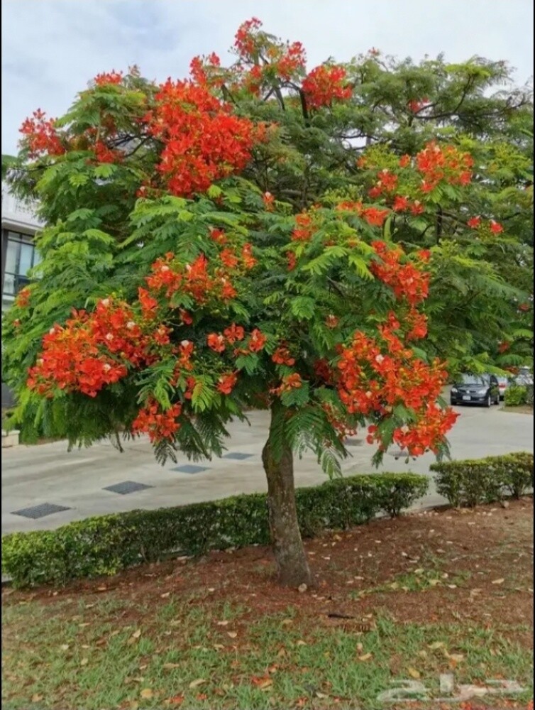 تنسيق الزراعه البيوت - 1