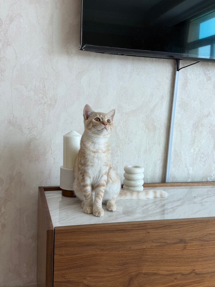 سكوتش ستريت ذكر  - 2
