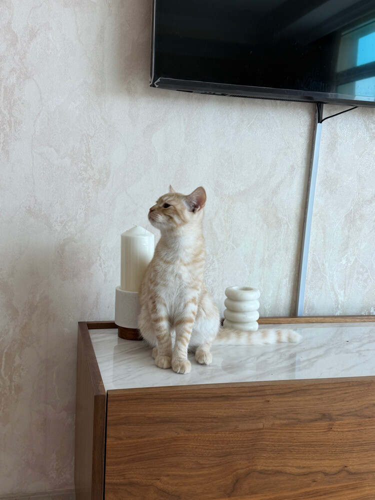سكوتش ستريت ذكر  - 1