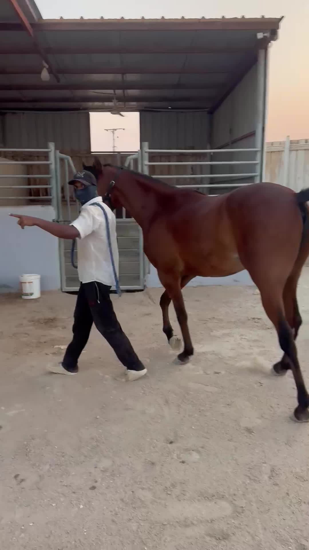 Arabian show horse for race - 1