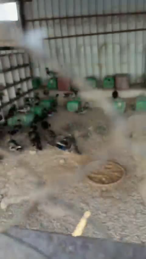 للبيع بط طيار - 1