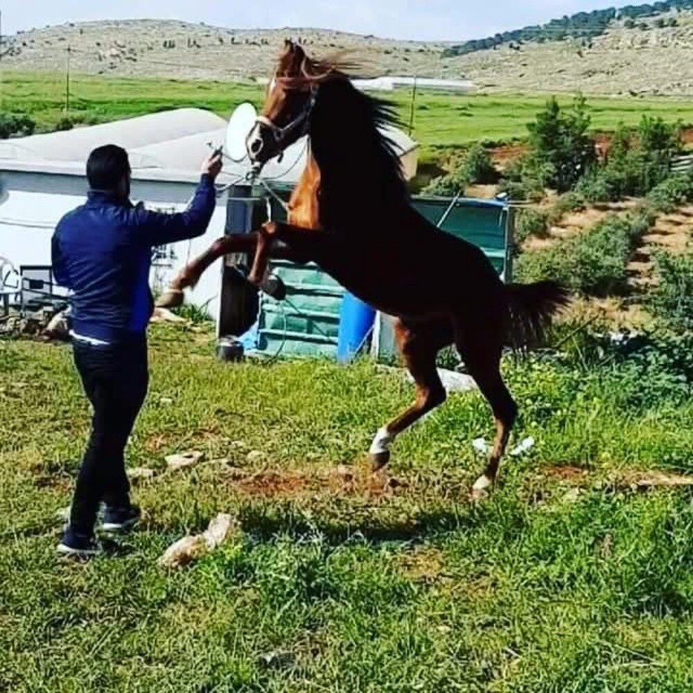 horses trainer - 1