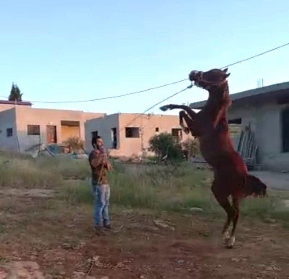 horses trainer - 2