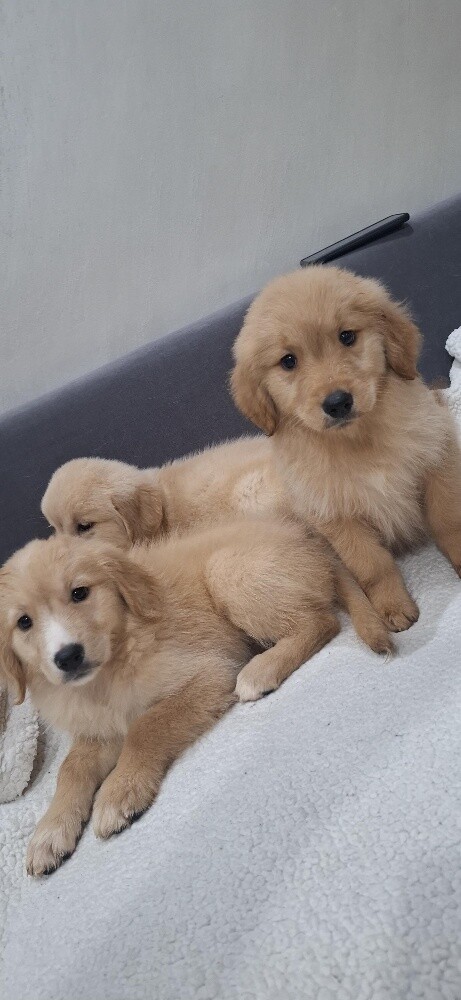 golden - 4