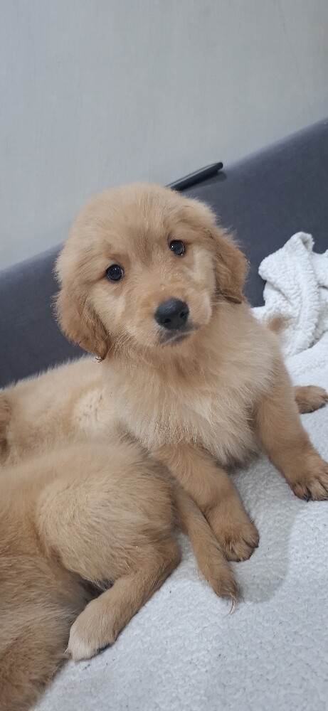 golden - 2