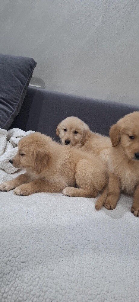 golden - 6