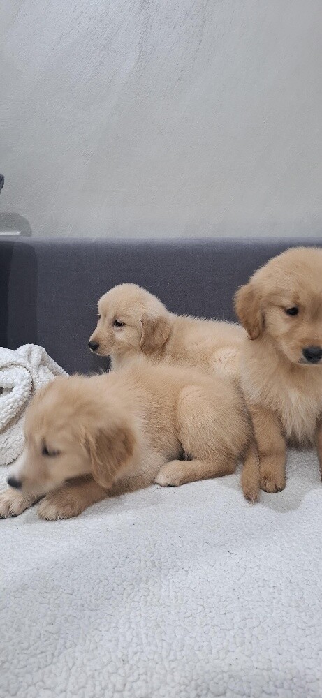 golden - 8