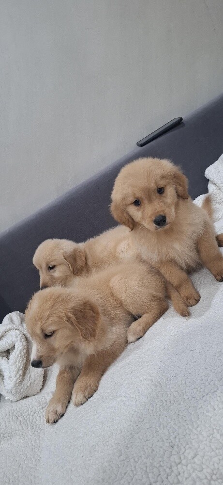golden - 1
