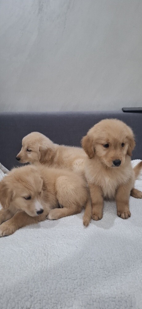golden - 7