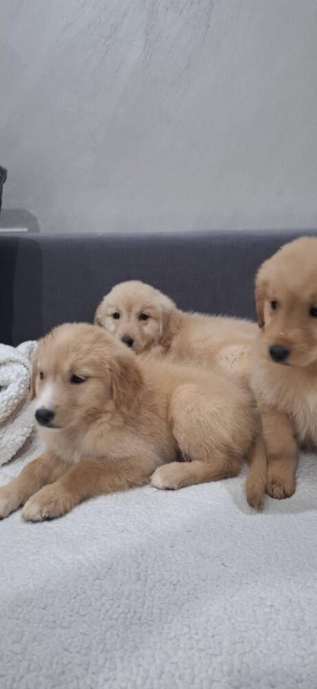 golden - 5