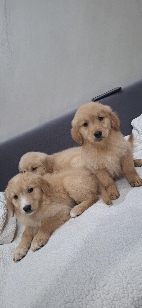 golden - 3