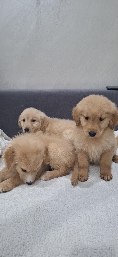 golden - 9