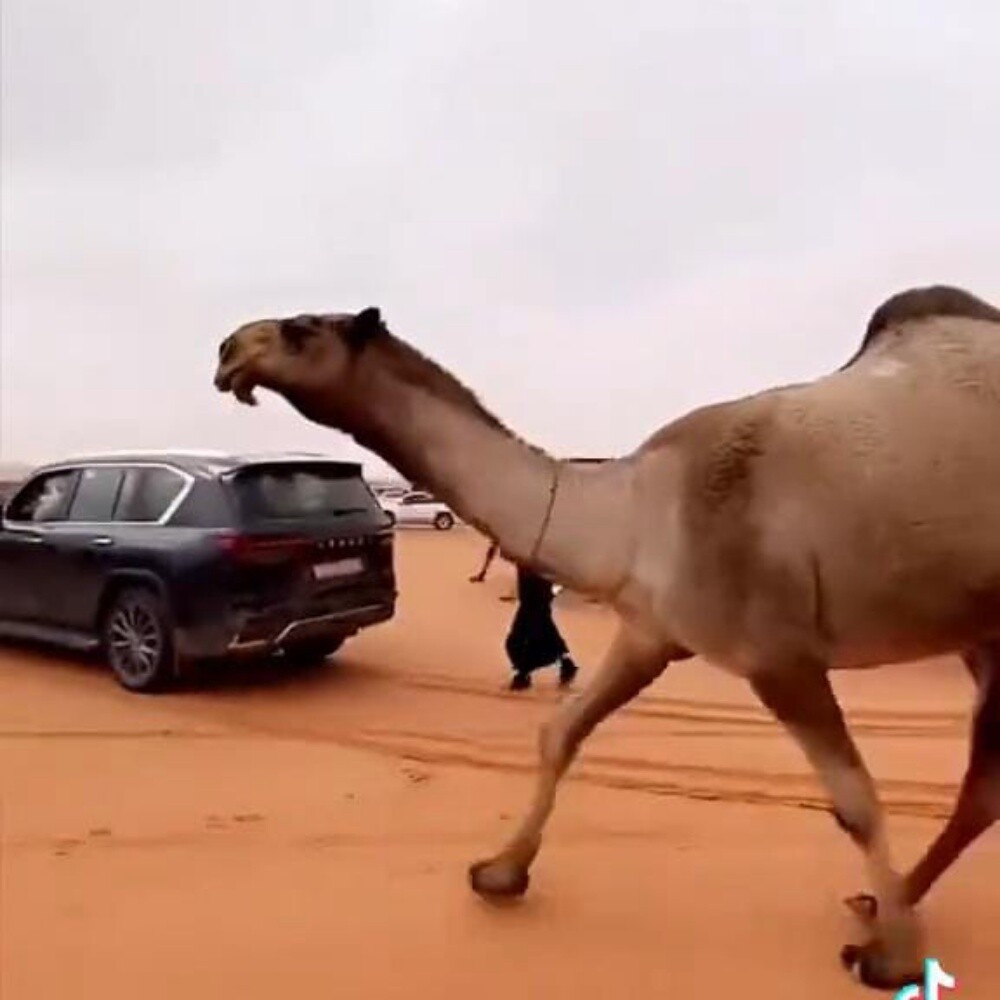 باحث عن عمل - 1