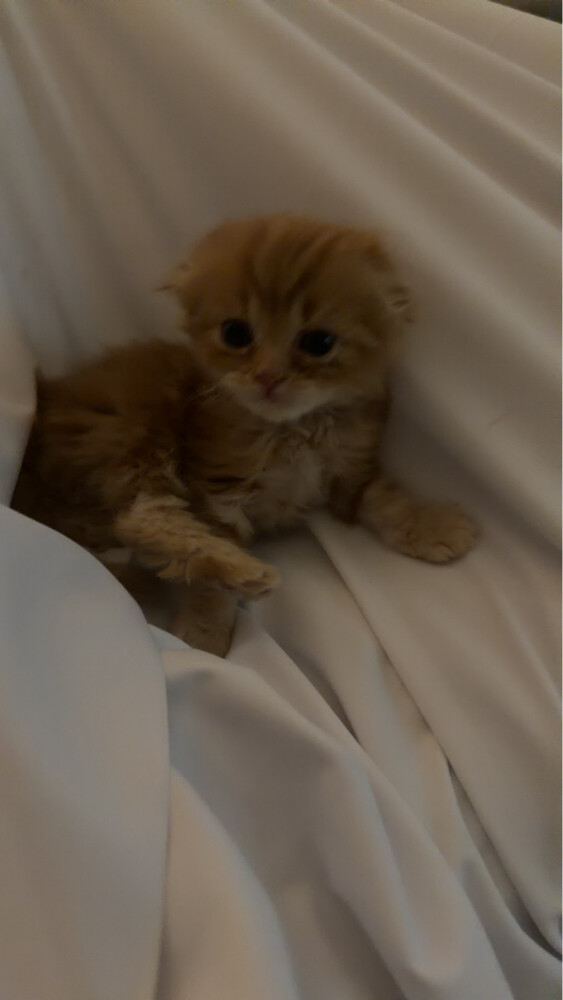 بيع - 1