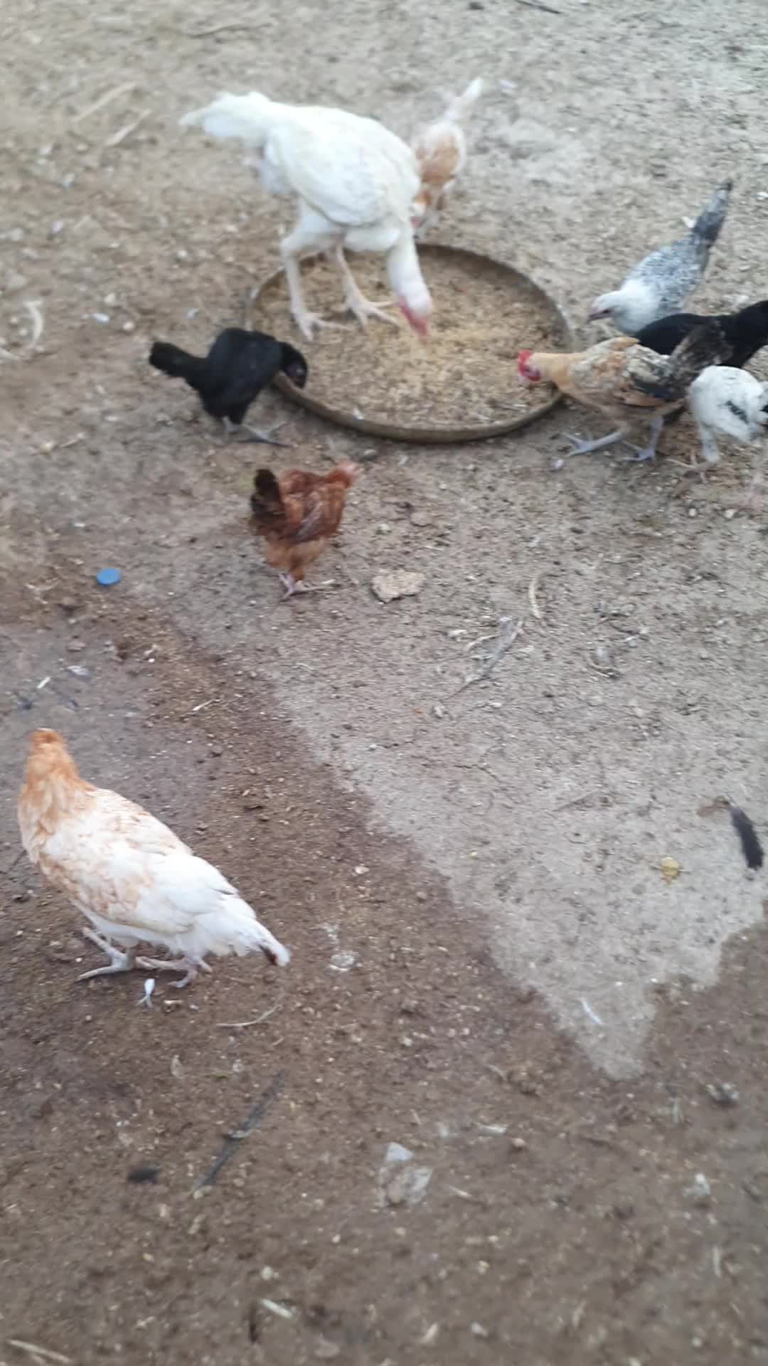 دجاج بلدي - 1
