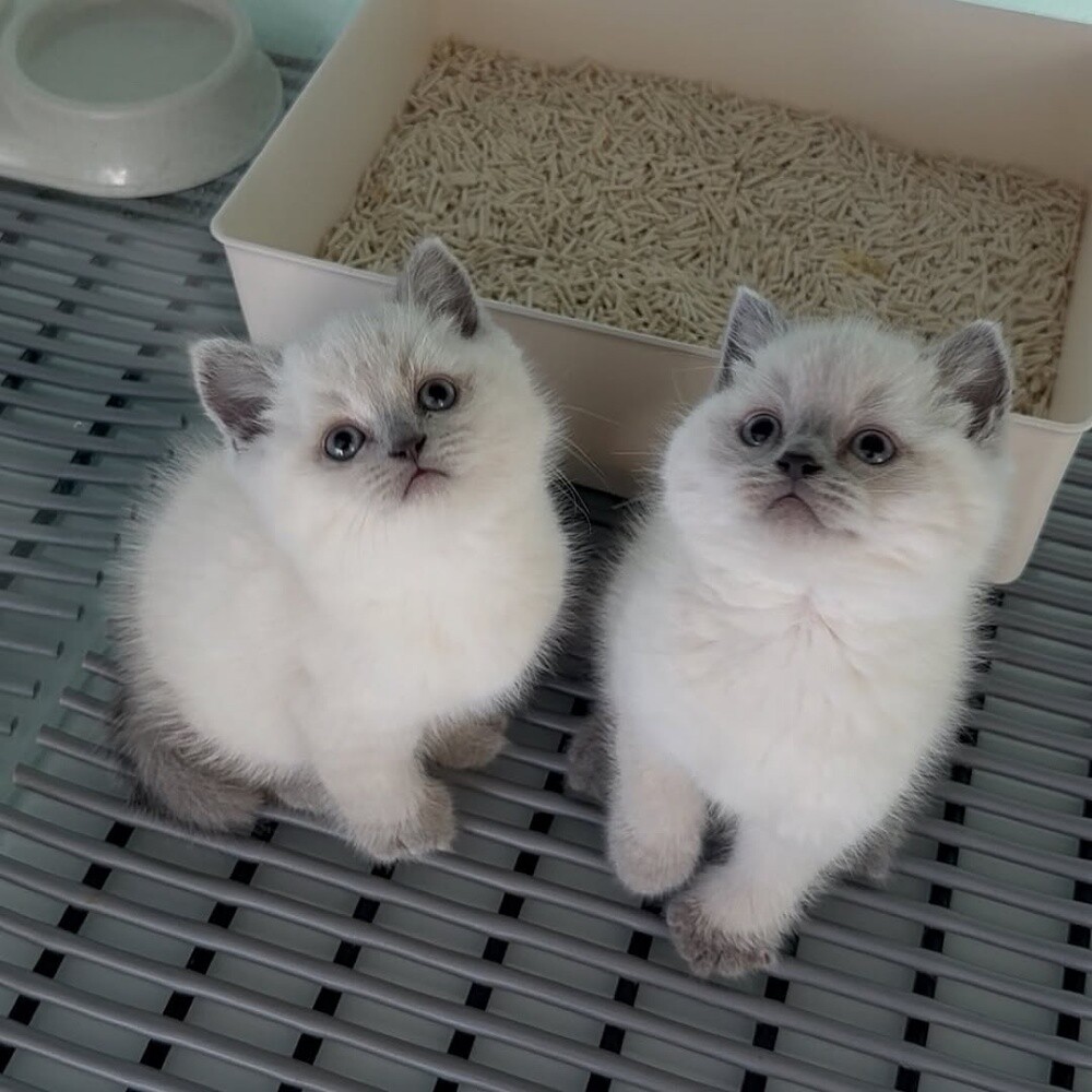 Ragdoll Kitten - 1