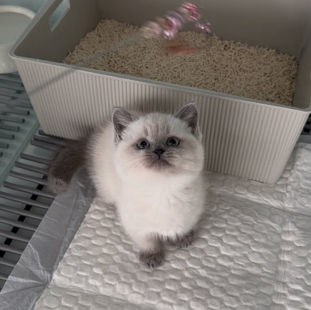 Ragdoll Kitten - 2