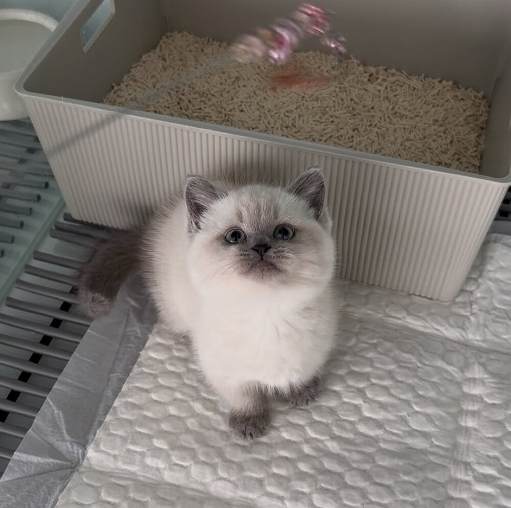 Ragdoll Kitten - 3