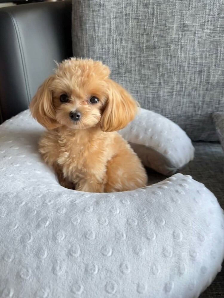 Teacup Poodle Puppy - 2