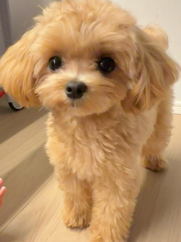 Teacup Poodle Puppy - 3