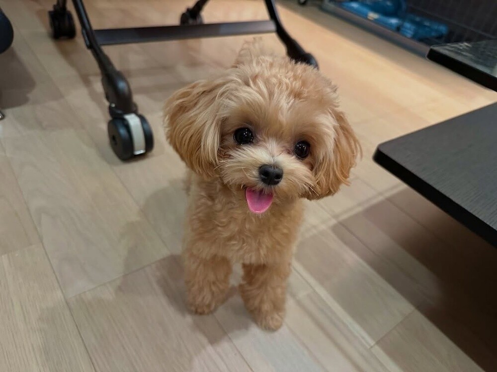 Teacup Poodle Puppy - 1