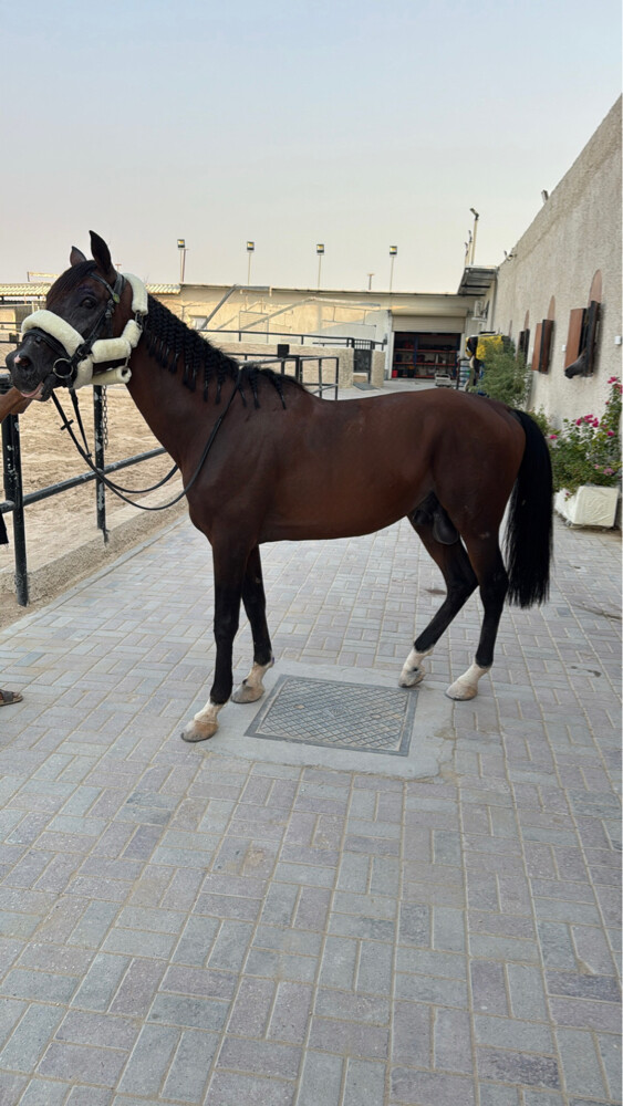 حصان عربي ريس فحل - 2