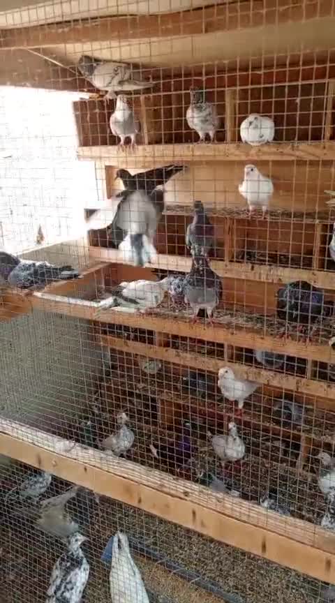 حمام للبيع ٢٥٠ جوز بعضها نوادر  - 1