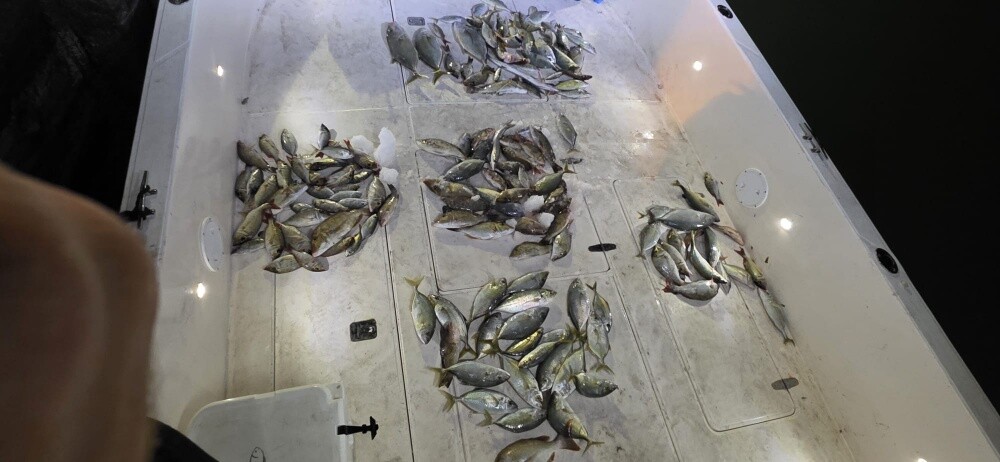 fishing jigging trips - 15