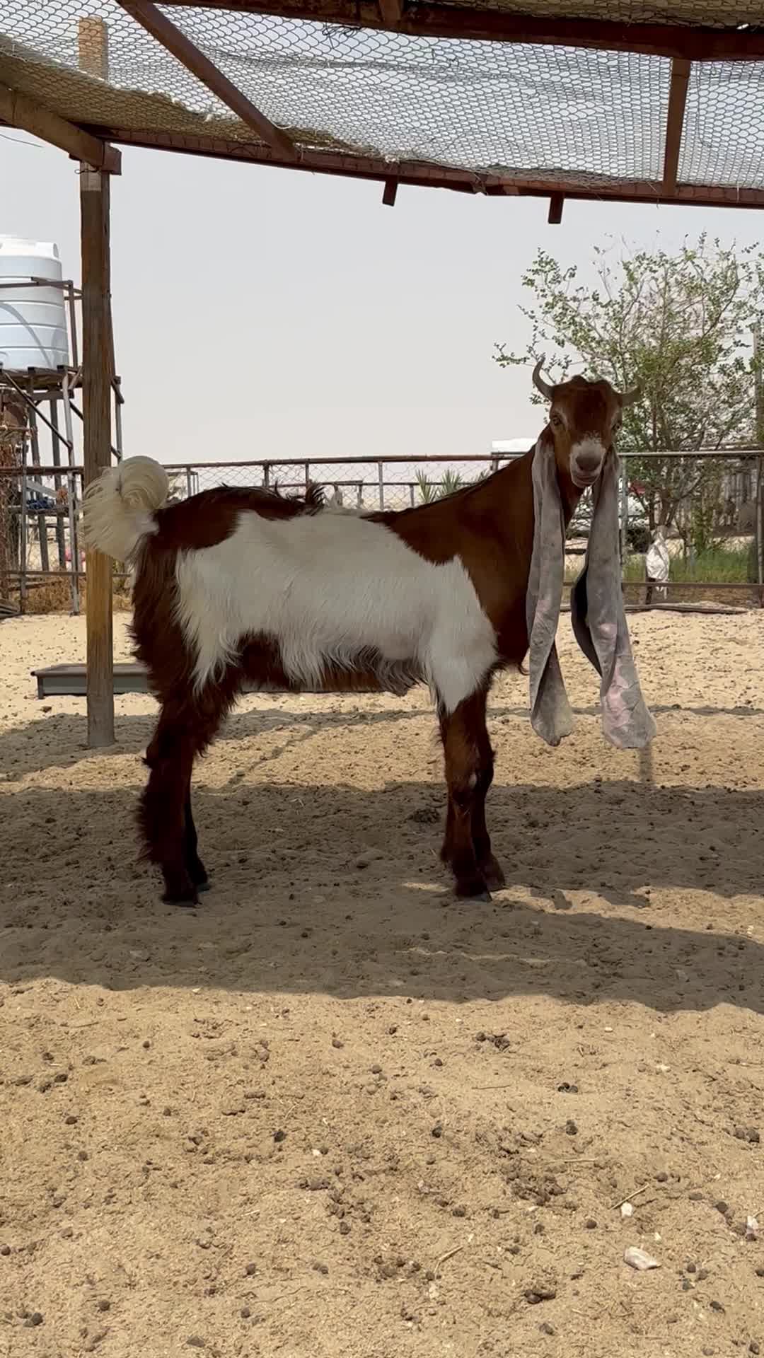 تيس مطور - 1