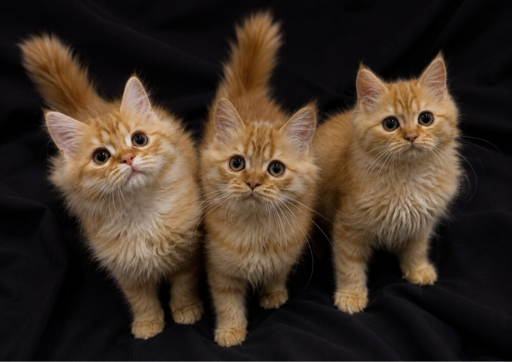 Shirazi kittens - 2