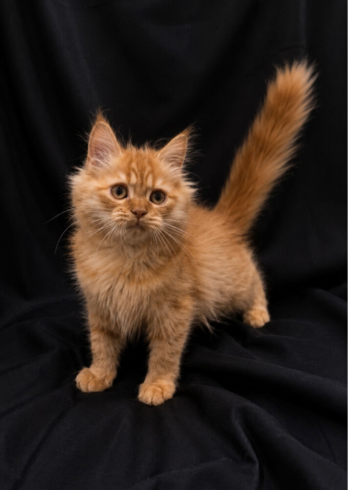 Shirazi kittens - 3