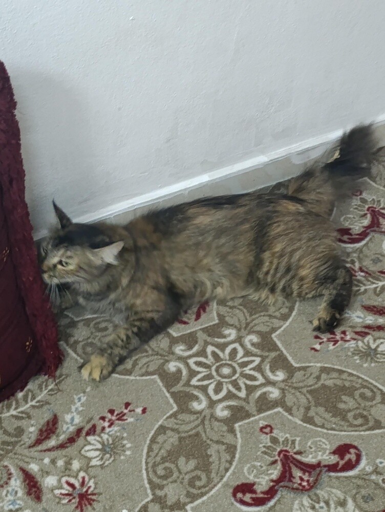 long-haired female cat - 2