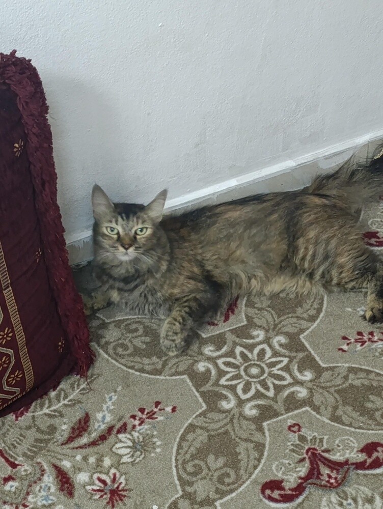 long-haired female cat - 1