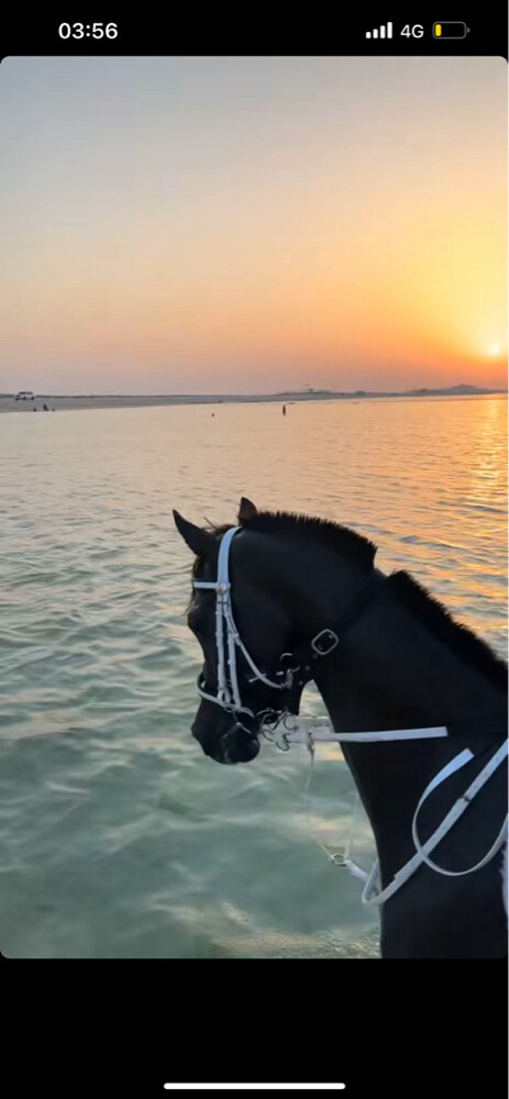 سكور الشقب - 2
