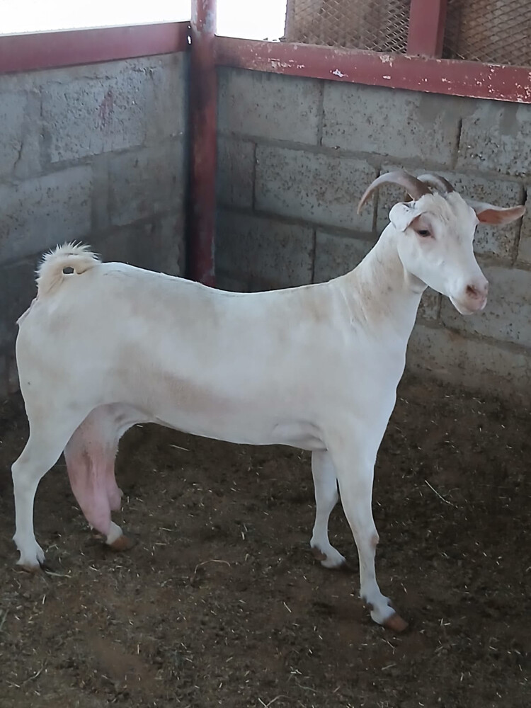 عنز عمانيه - 1