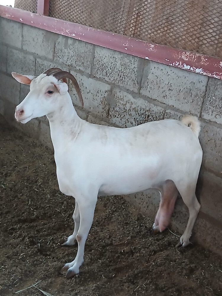 عنز عمانيه - 3