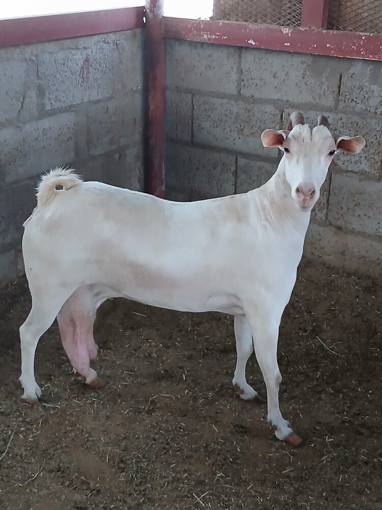 عنز عمانيه - 4
