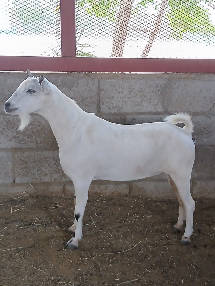 عمانيه برصا - 1