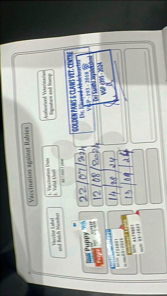 بودل اسود - 5