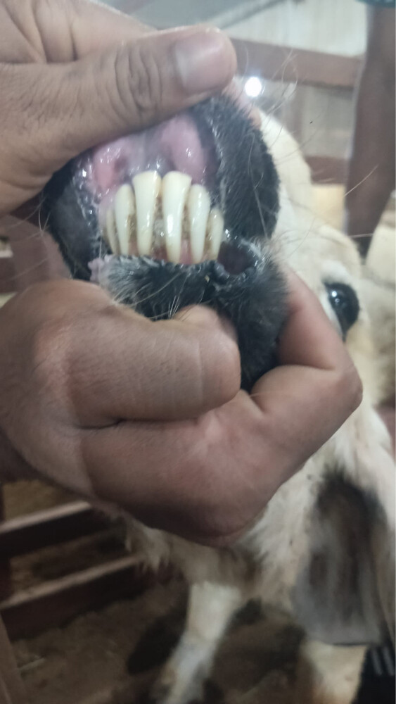للبيع - 2