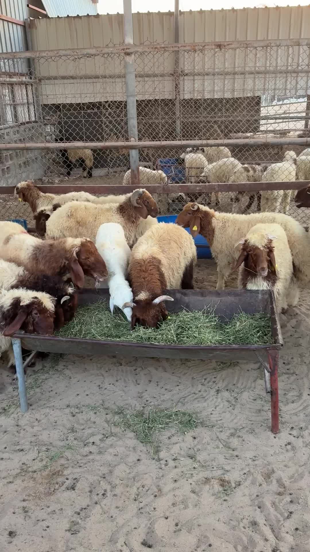 خرافي فل الفل انتاج محلي  - 1