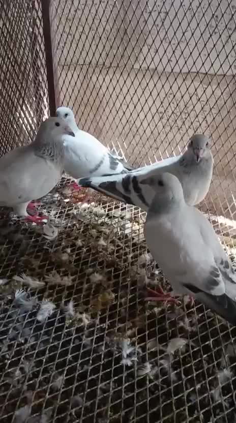  حمام زاجل ايس جمبو ومع فروخهم - 3